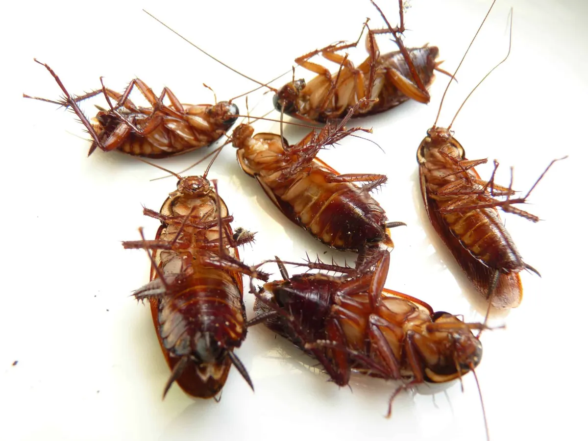 How to Identify and Get Rid of Smokybrown Cockroach in Coppell, TX