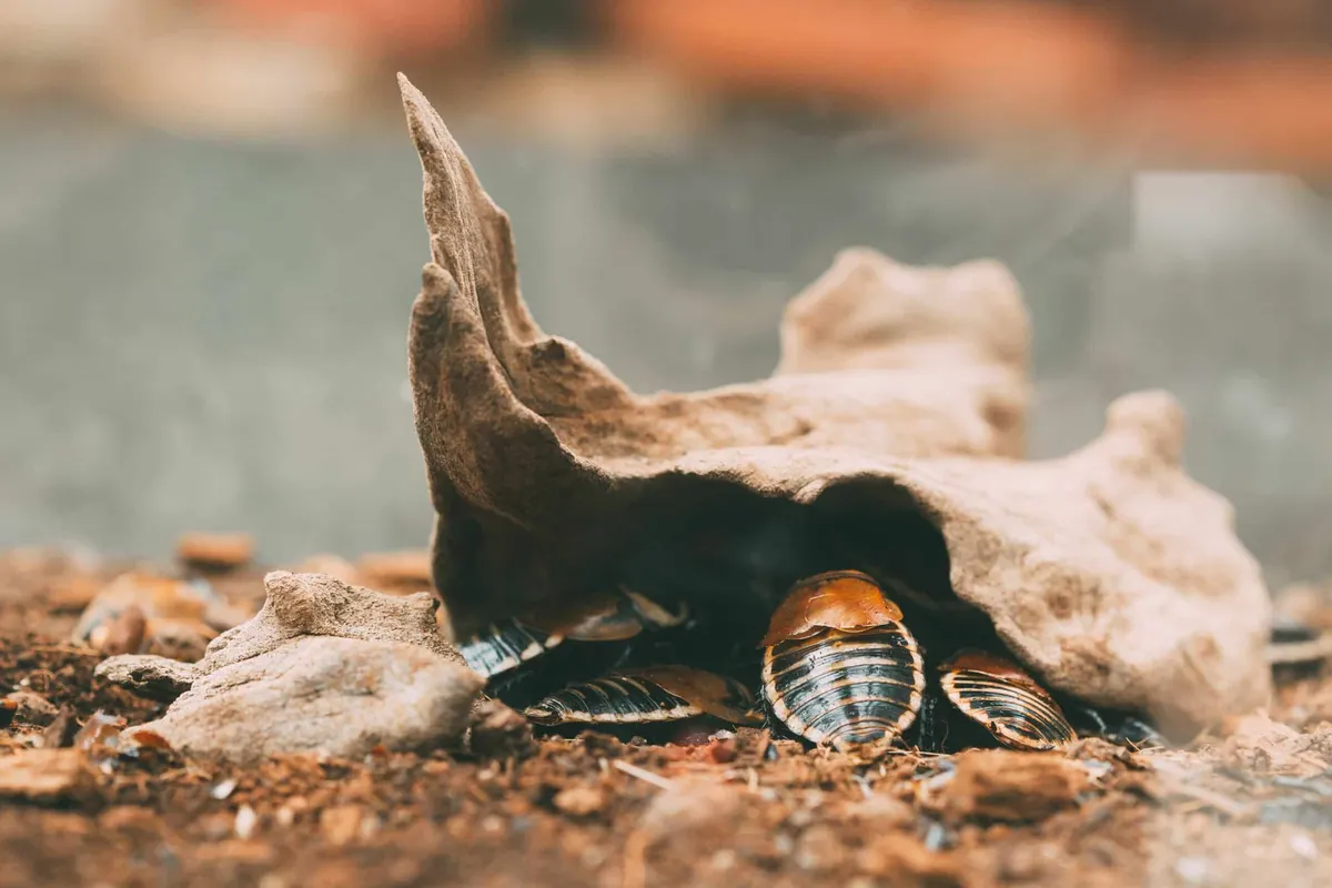 How to Identify Baby Cockroaches in Your Dallas Home