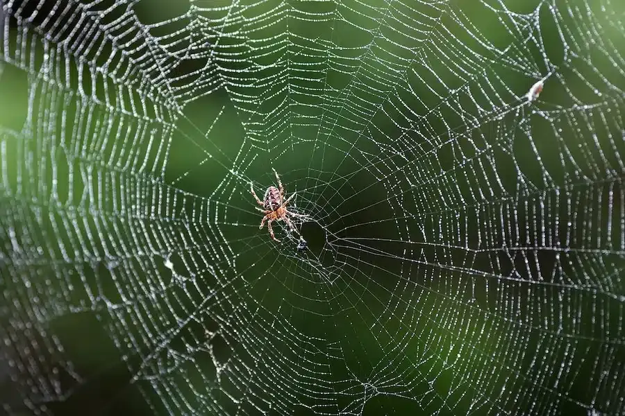 How to Identify Common Spiders in Your Arlington, Texas Home