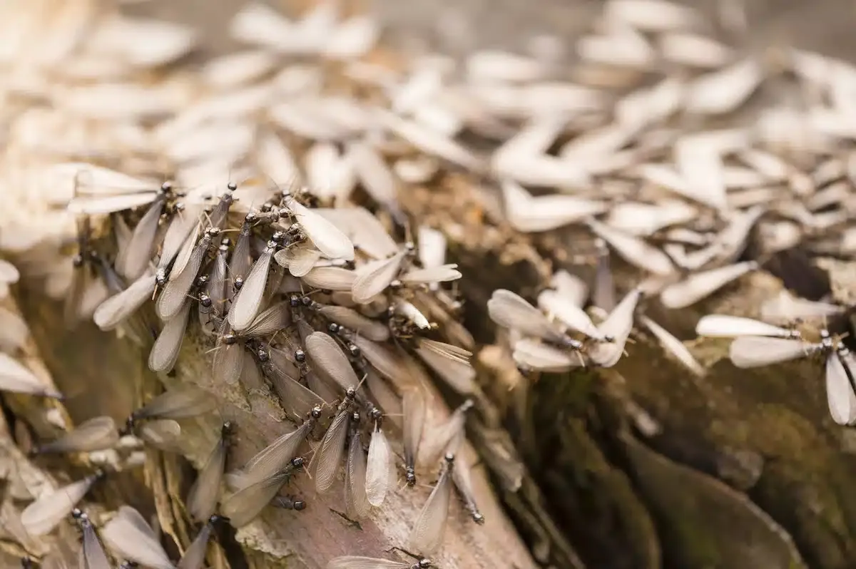 How to Identify Different Types of Termites in Arlington, Texas 