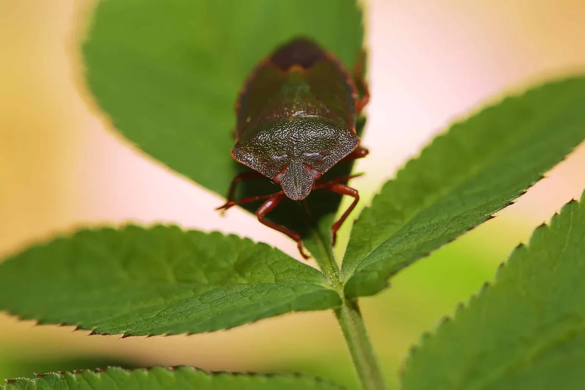 How to Identify Stink Bugs in Dallas