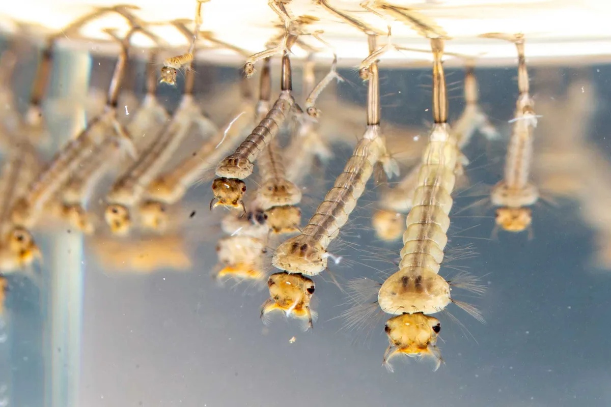 Mosquito larvae under the water surface. Mosquito Control Articles.