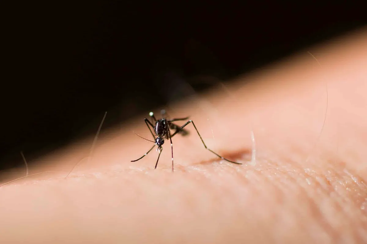 How to Kill Mosquito Larvae