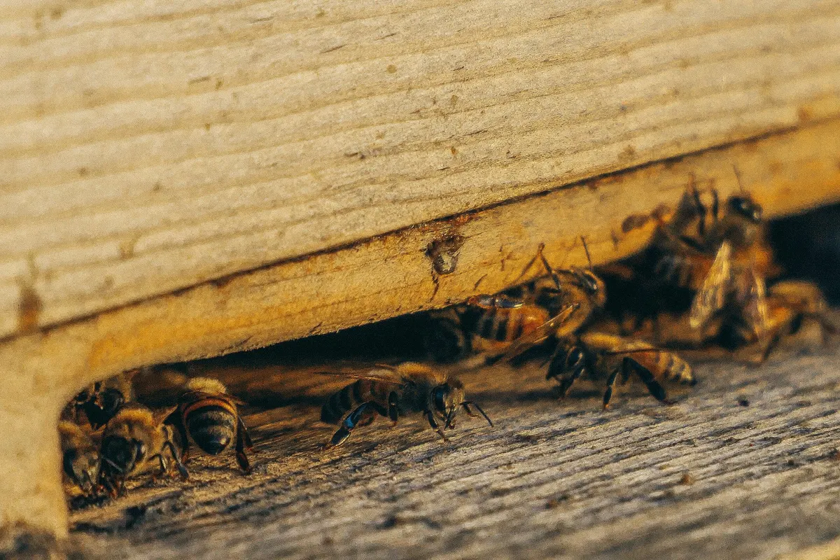 How To Know If You Need Quarterly Pest Control in Dallas, TX