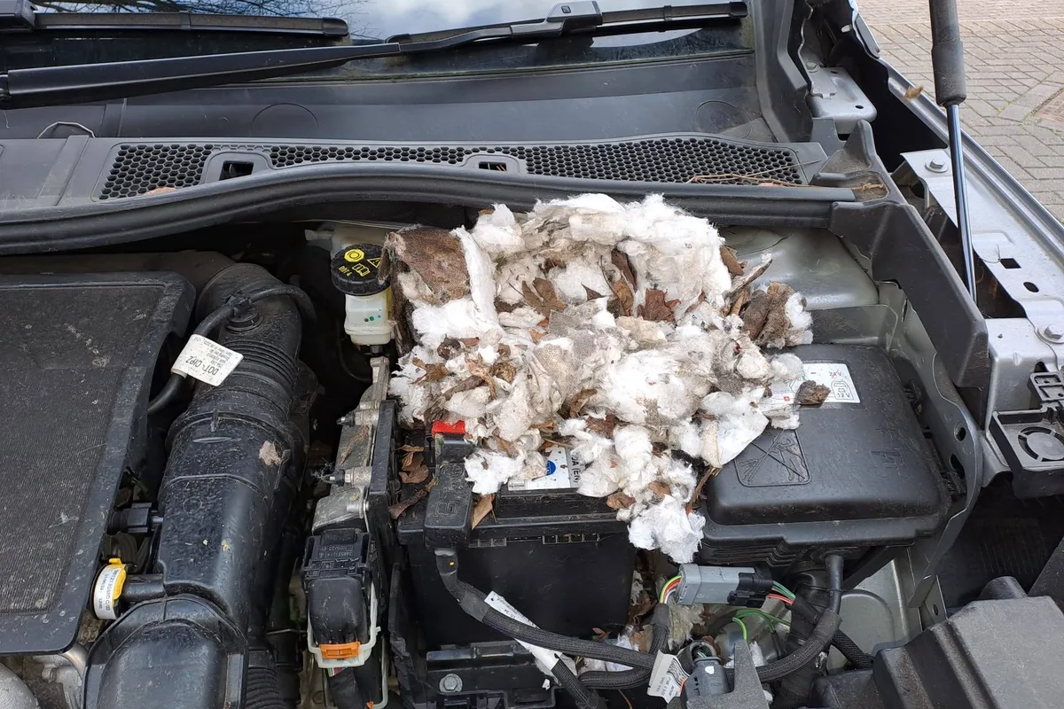 Mouse nest in a car engine bay. How to Keep Mice Out of Your Car.