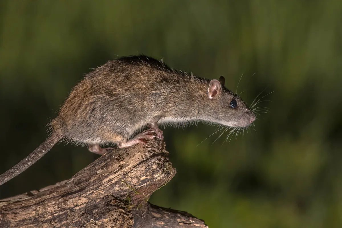 How to Prevent Rodent Damage to Cars