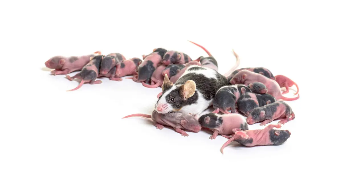 How To Tell How Many Rats Are In Your House (Without Tearing Up Walls)