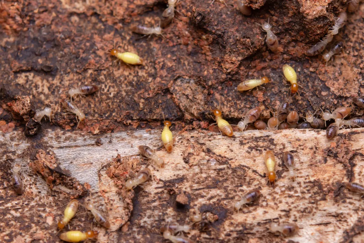 How To Tell If You Have A Termite Infestation in Dallas Texas