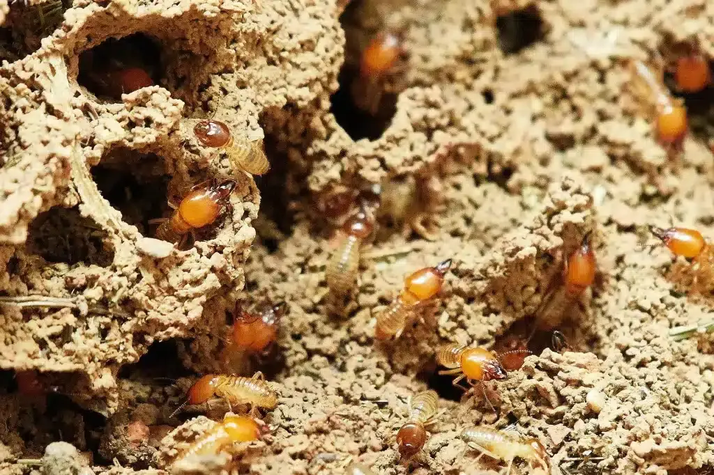 Liquid Termite Treatments vs. Bait Systems: Which Is Best for DFW Homes?