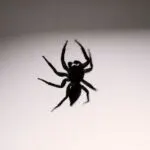 Most Dangerous Spiders In Southlake Texas