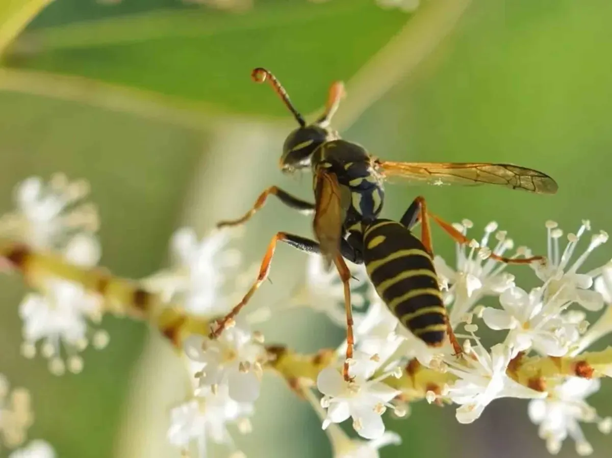Mud Dauber Vs. Wasp
