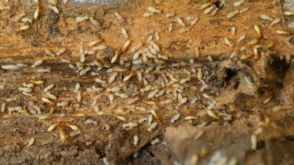 How to Protect your Home If a Neighbor has Termites