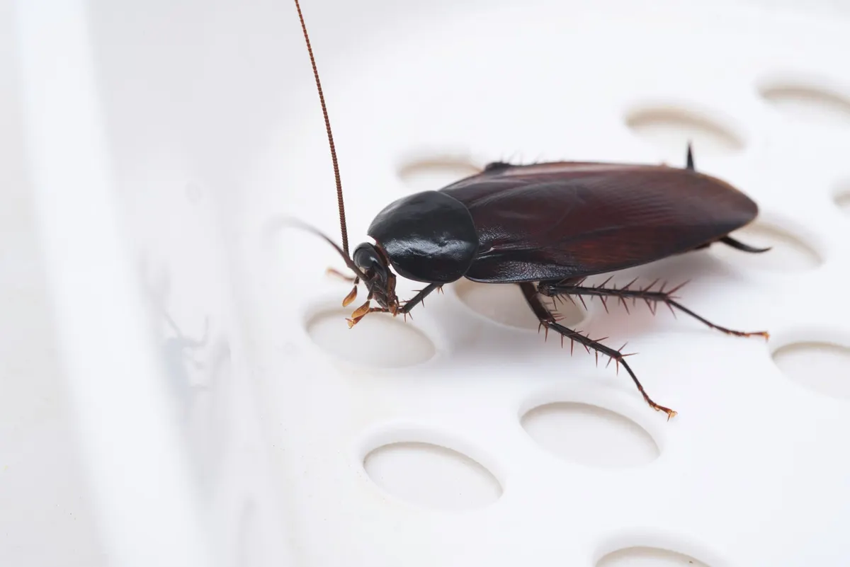 Oriental Cockroaches in Dallas: Everything You Need to Know (and How to Keep Them Out!)
