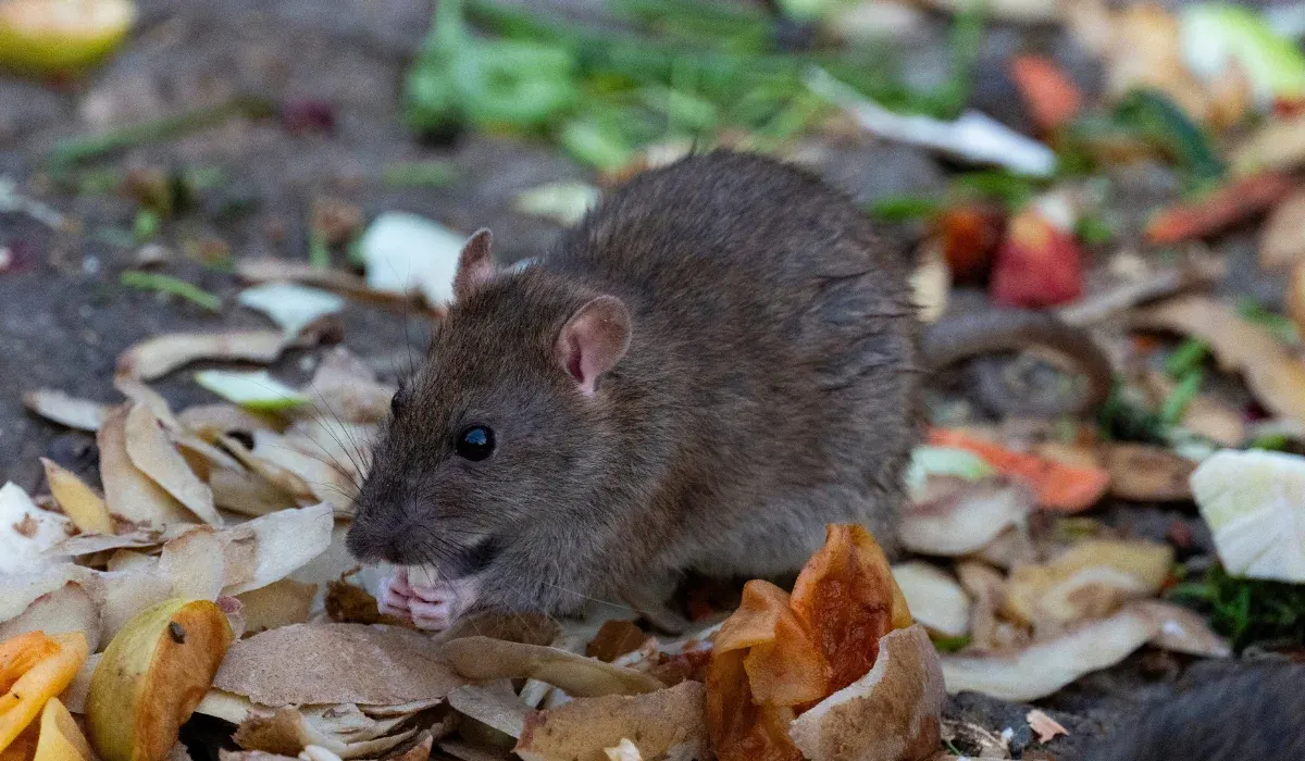 How To Prevent Rat Infestations In Fort Worth, TX Homes
