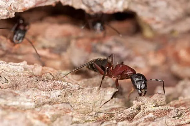 Protect Your Southlake City Home: Recognizing the Silent Threat of Carpenter Ants