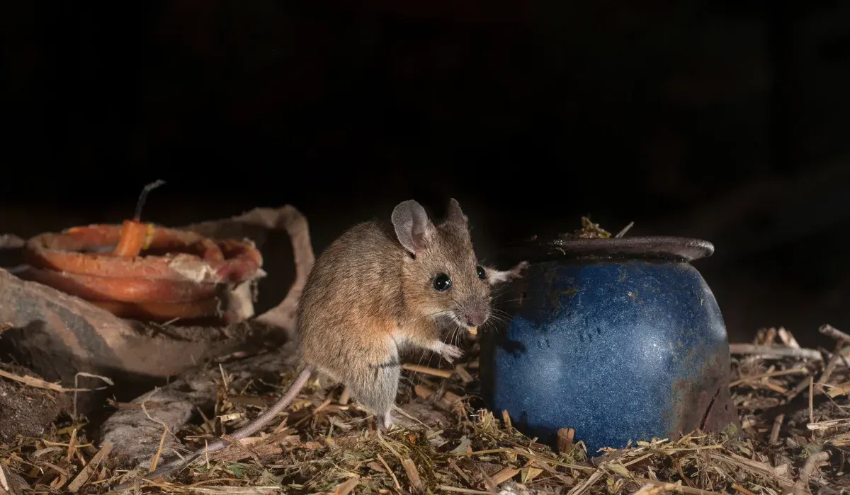 Rats vs. Mice in Southlake, TX: How to Tell & What to Do