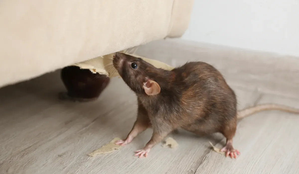 What Are The Signs Of Rats In Dallas, TX Homes?