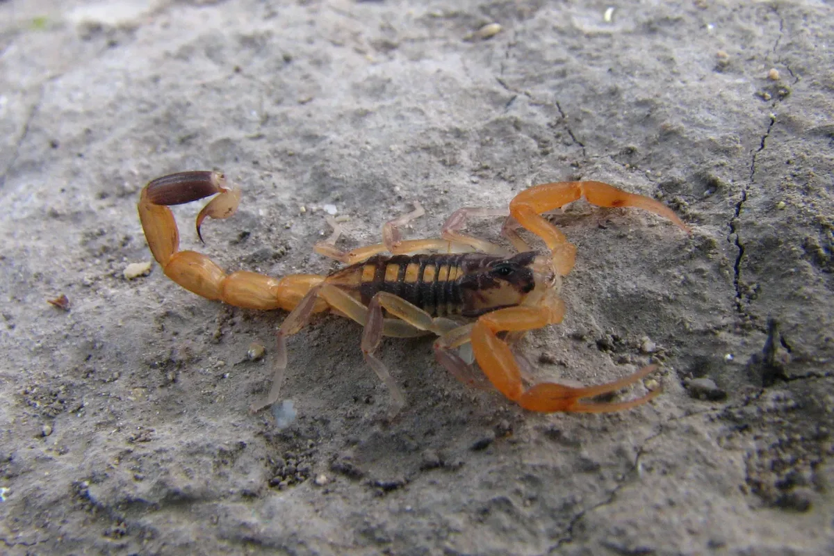 Striped bark scorpion on a rock. Pest Control Education & Guides.