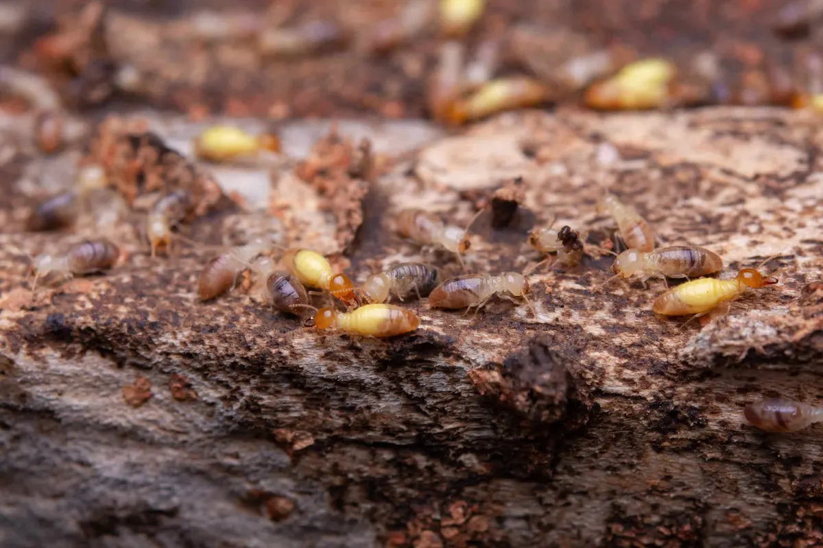 Termite Larvae