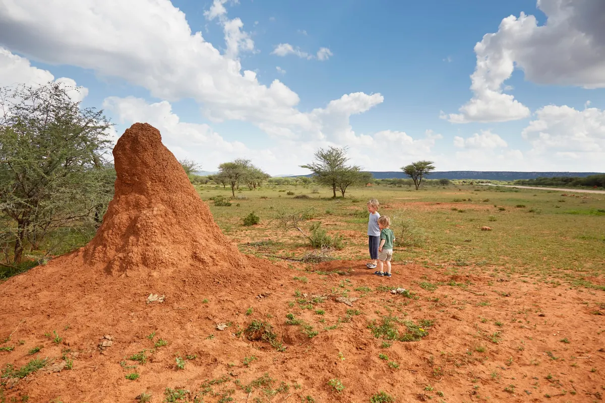 Termite Nests