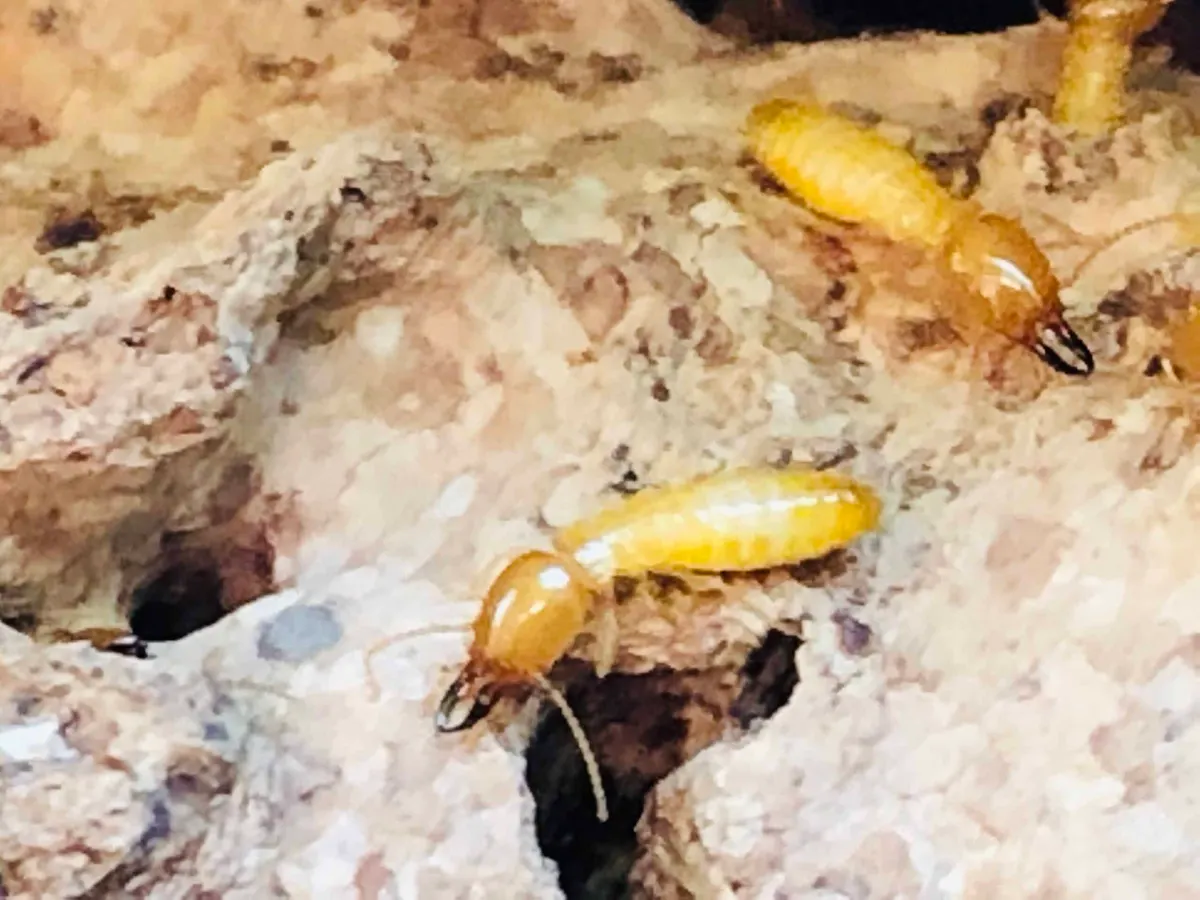 Termite Swarming Season