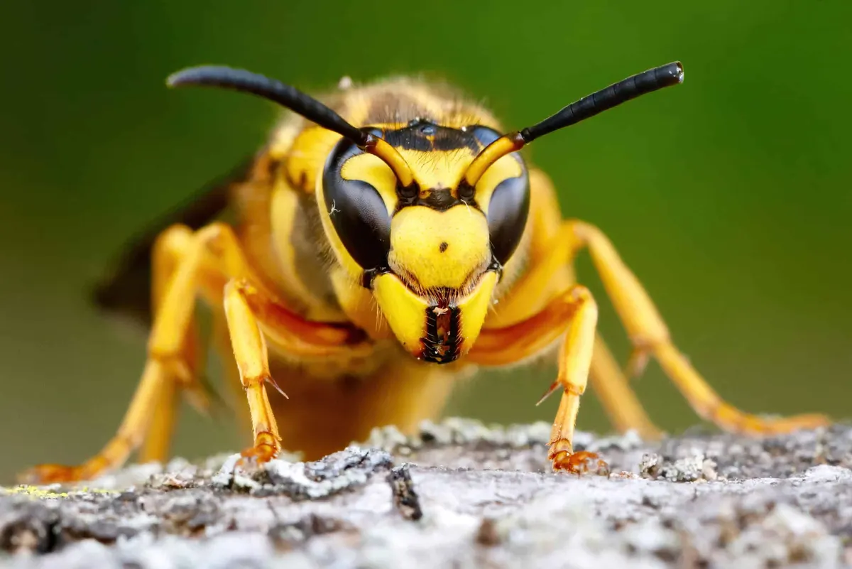 The Amazing World of Wasps: Fascinating Facts about Wasps