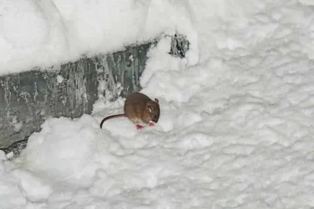 The Best Time to Schedule Pest Control Services in Dallas