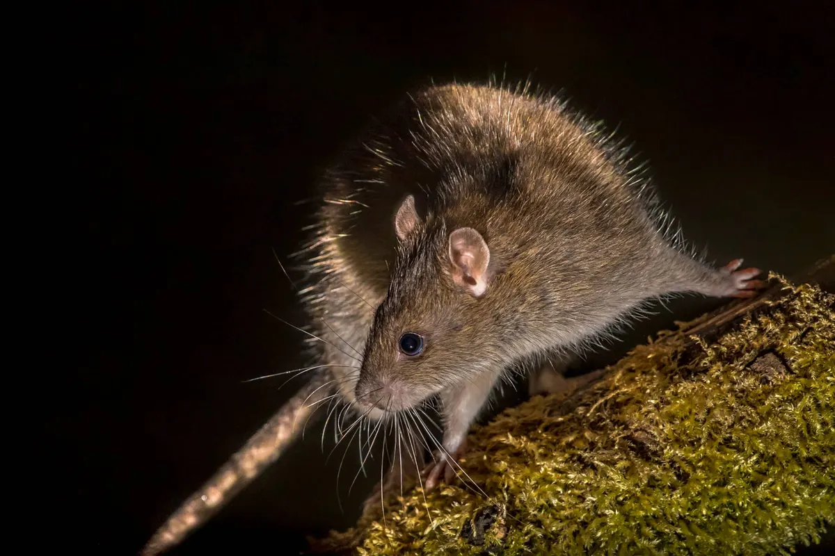 The Dangers of Rat Infestations in Lewisville, Texas
