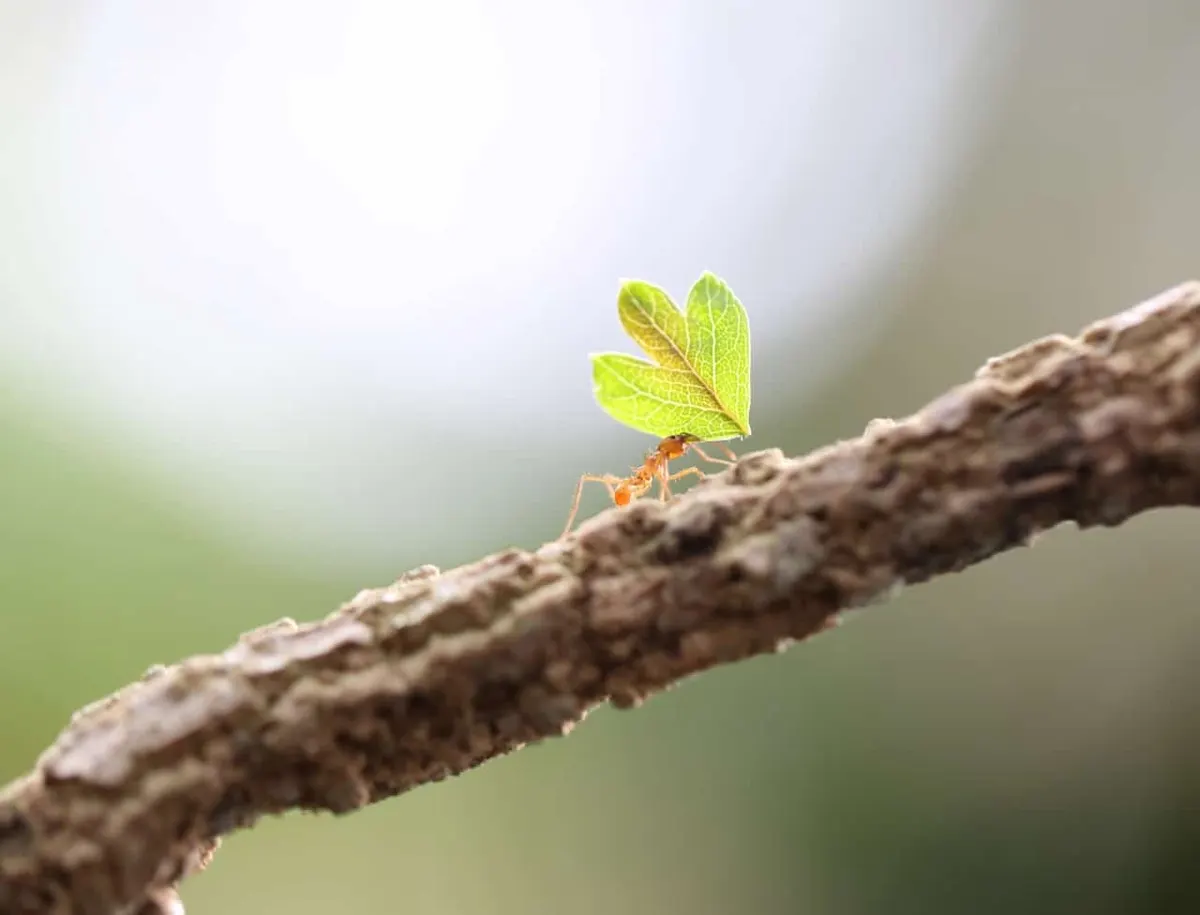 The Incredible Strength of Ants: How They Lift Objects Hundreds of Times Their Weight