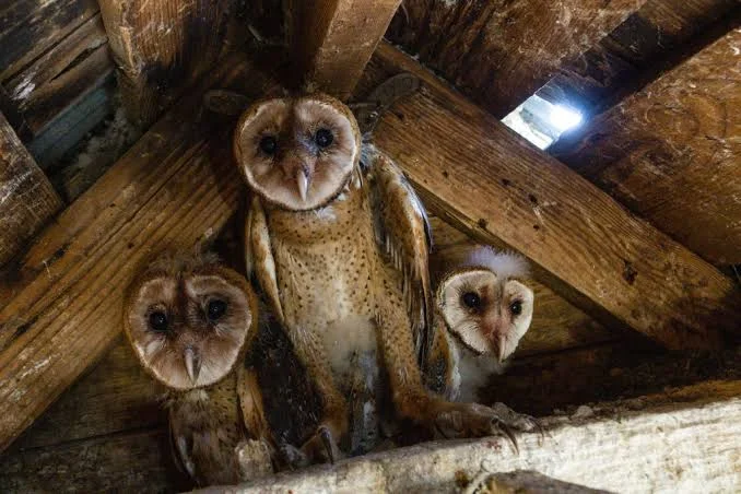 Young barn owls in attic rafters. Carpenter Ants in the House.