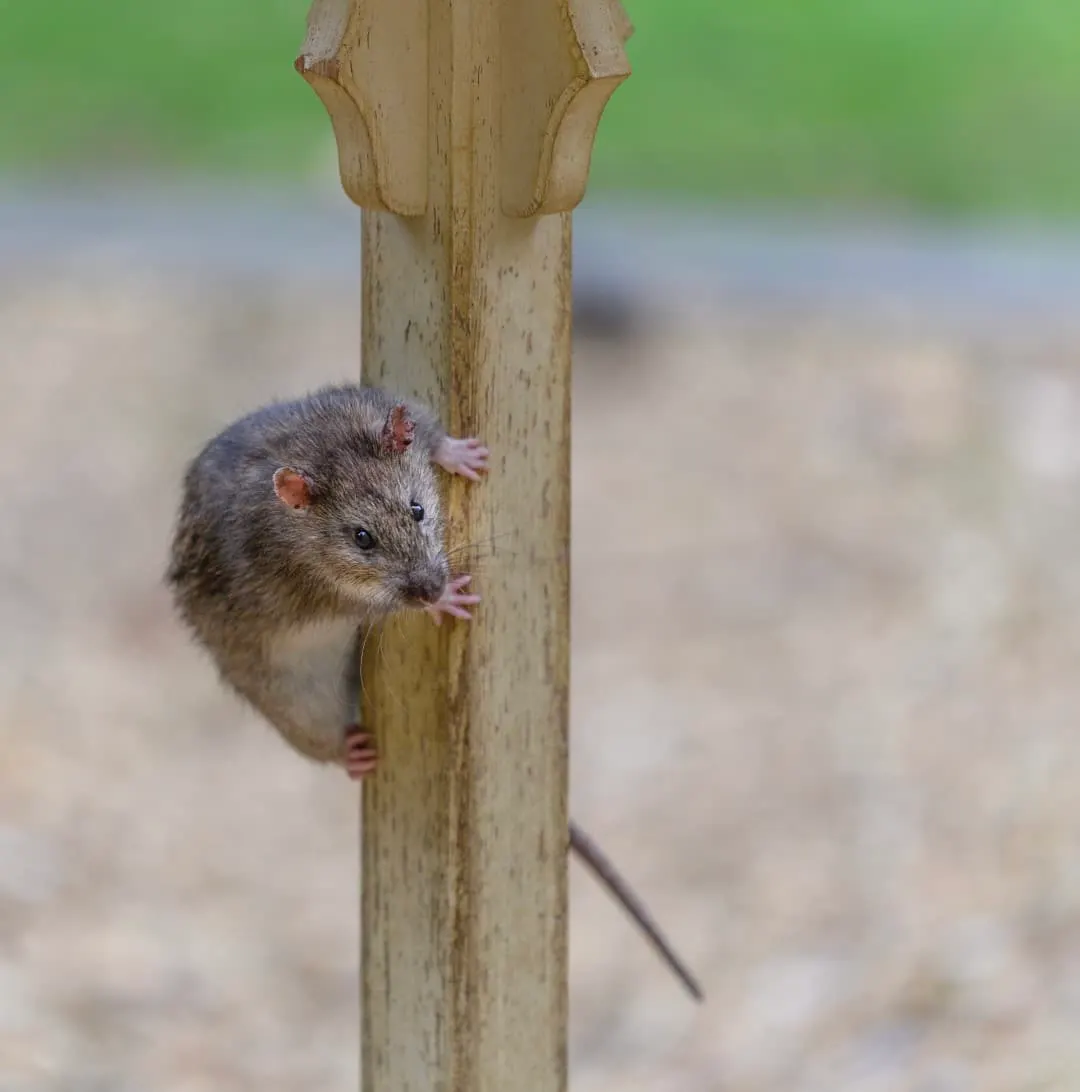 The Natural Predators of Rats in Southlake, Texas