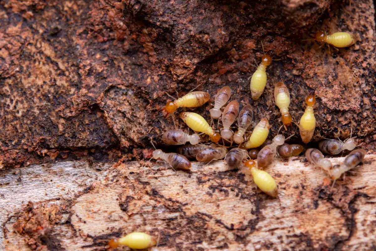 Top 5 Reasons Why Getting Rid of Termites Is Hard