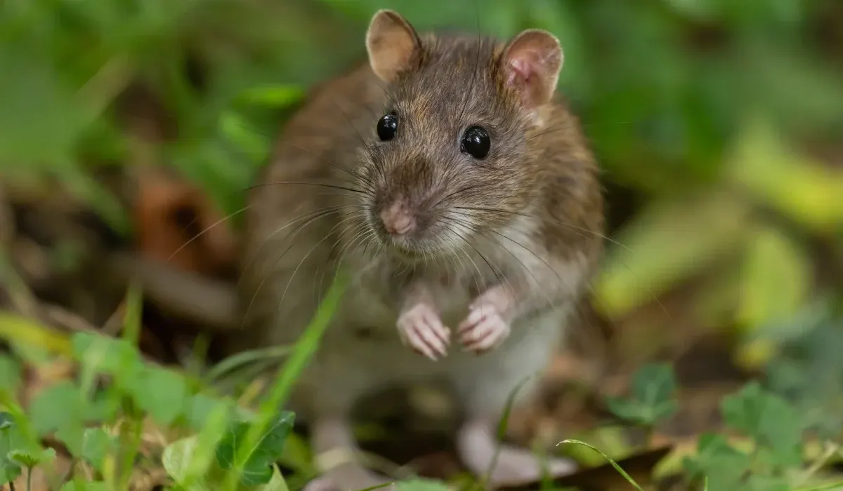 What Type Of Rats Are In Dallas, TX? (ID Guide)