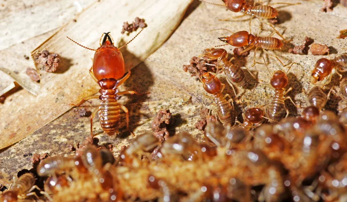 What Types Of Termites Can Be Found In Dallas, TX?