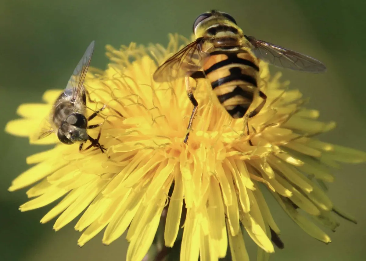 Understanding the Difference Between Wasps and Bees in Dallas