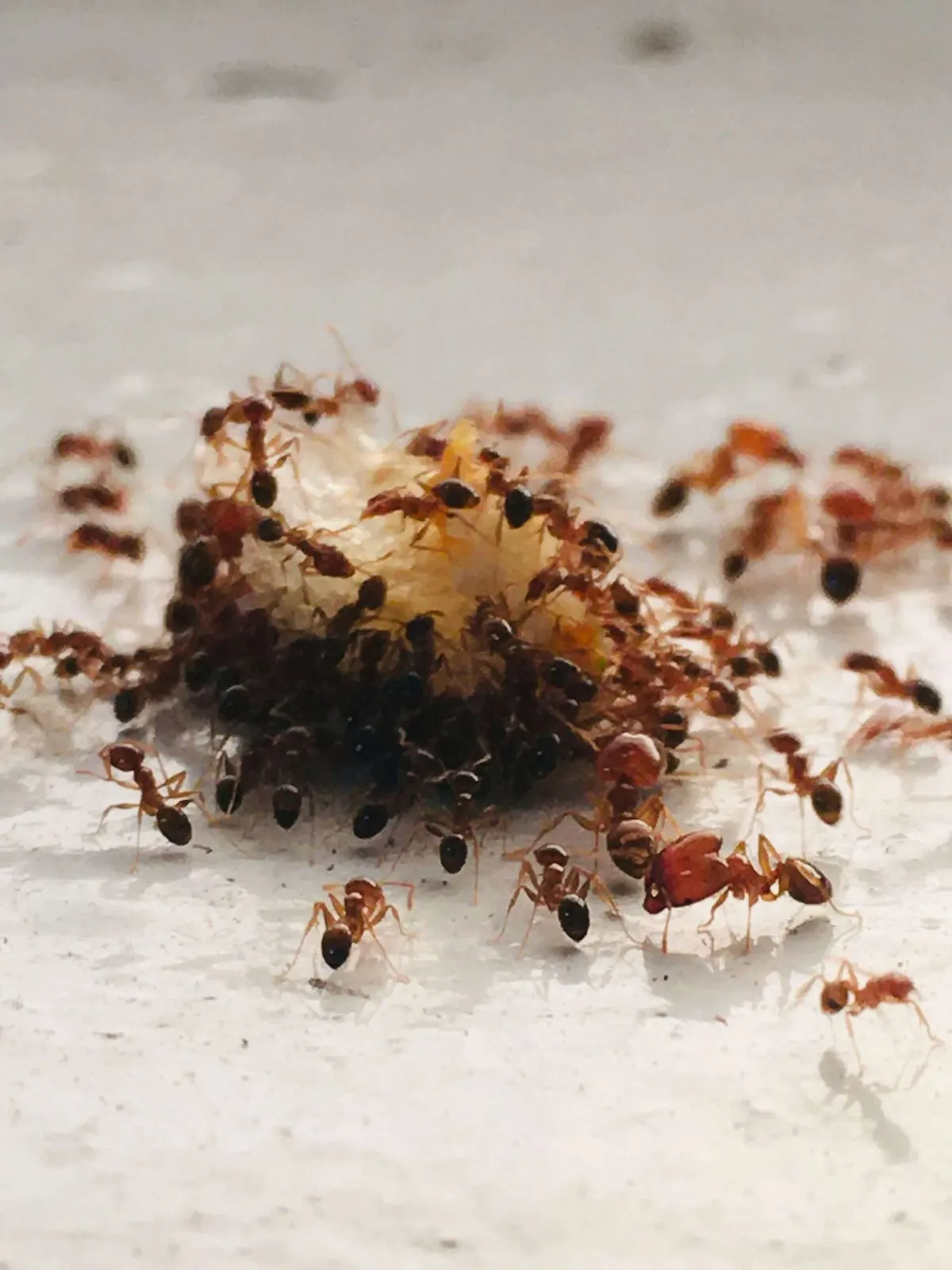 What Actually Works to Keep Bugs Away? Proven Pest Control Tips
