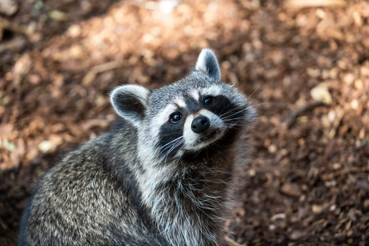 What Are the Smartest Rodents in DFW?