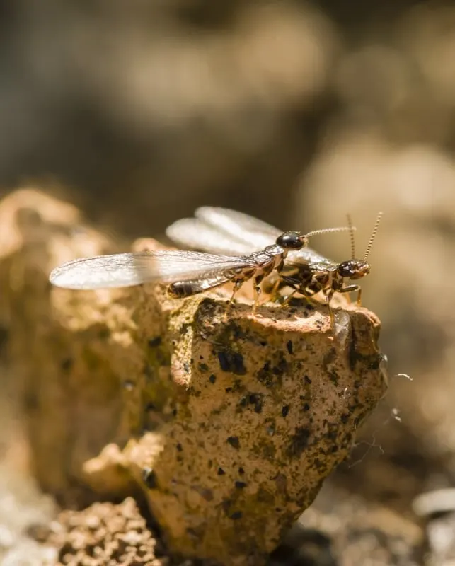What Attracts Termites in Your Southlake, Texas Home?