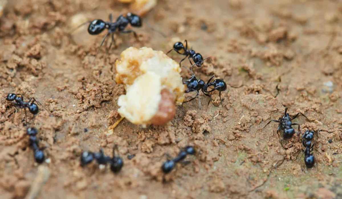 What Do Ants Eat?