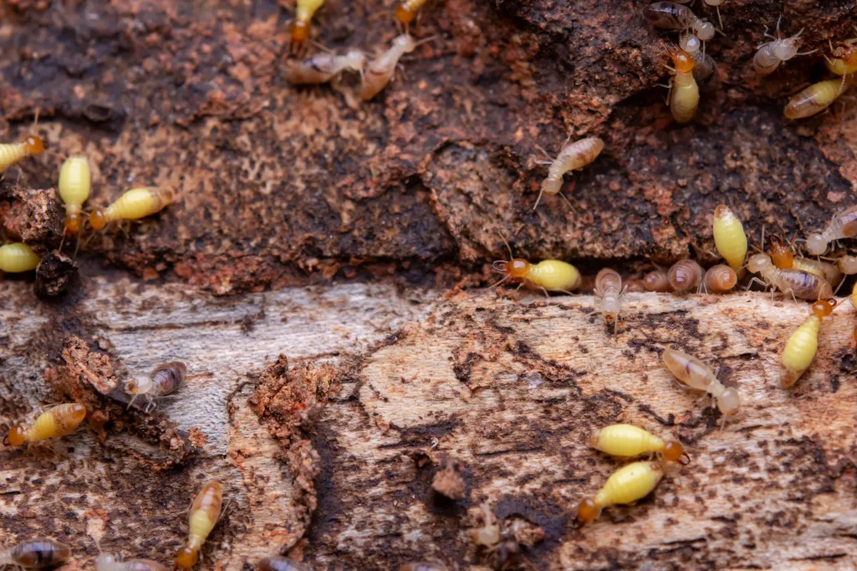 What Do Baby Termites Look Like?