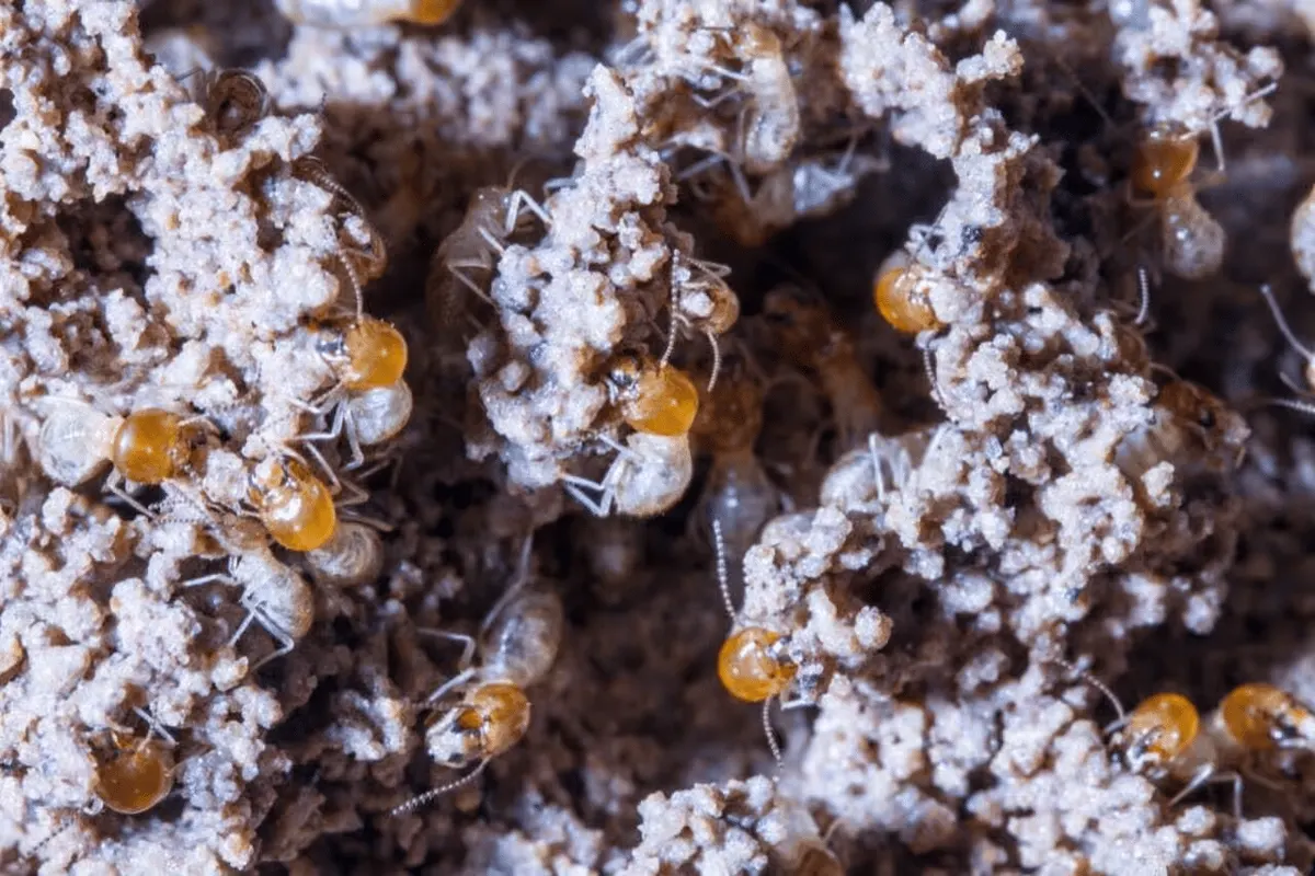 What Do Termites Look Like in Prairie, Texas?