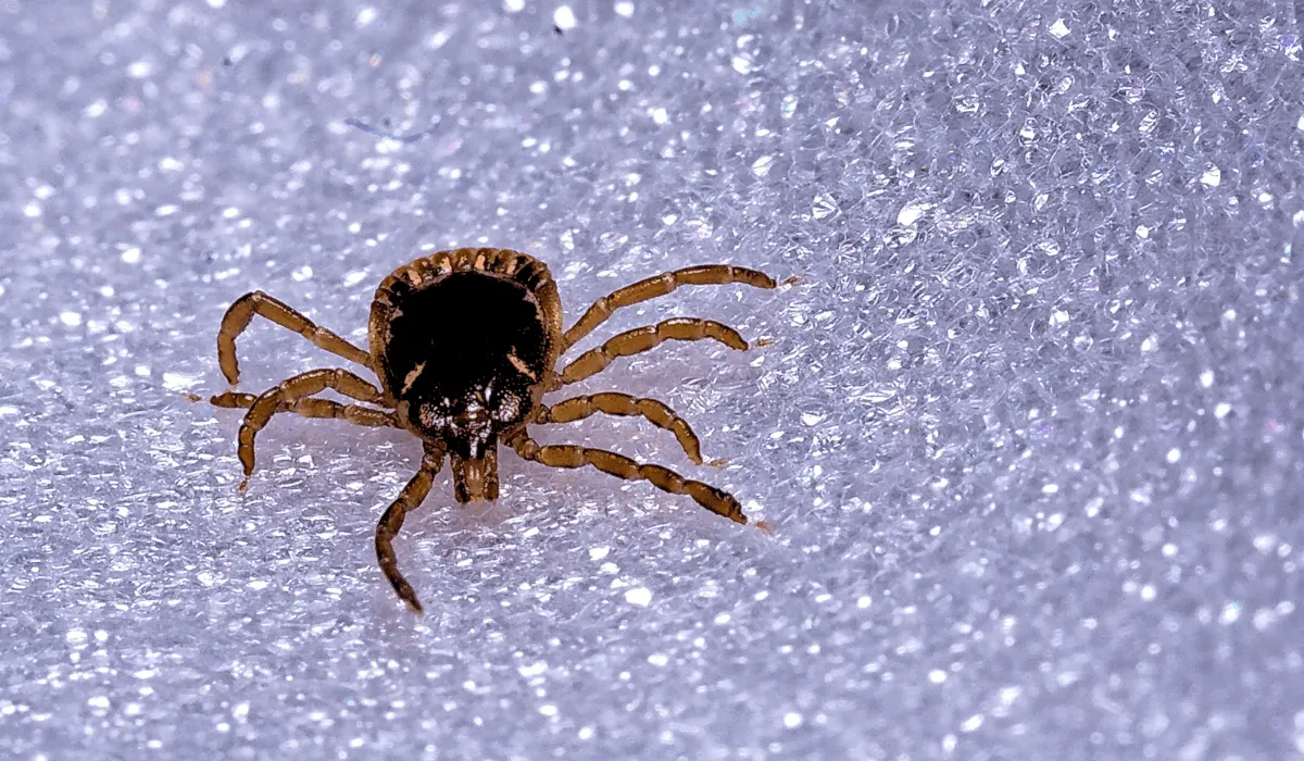 What Do Ticks Look Like? A Quick ID Guide for Homeowners and Pet Owners