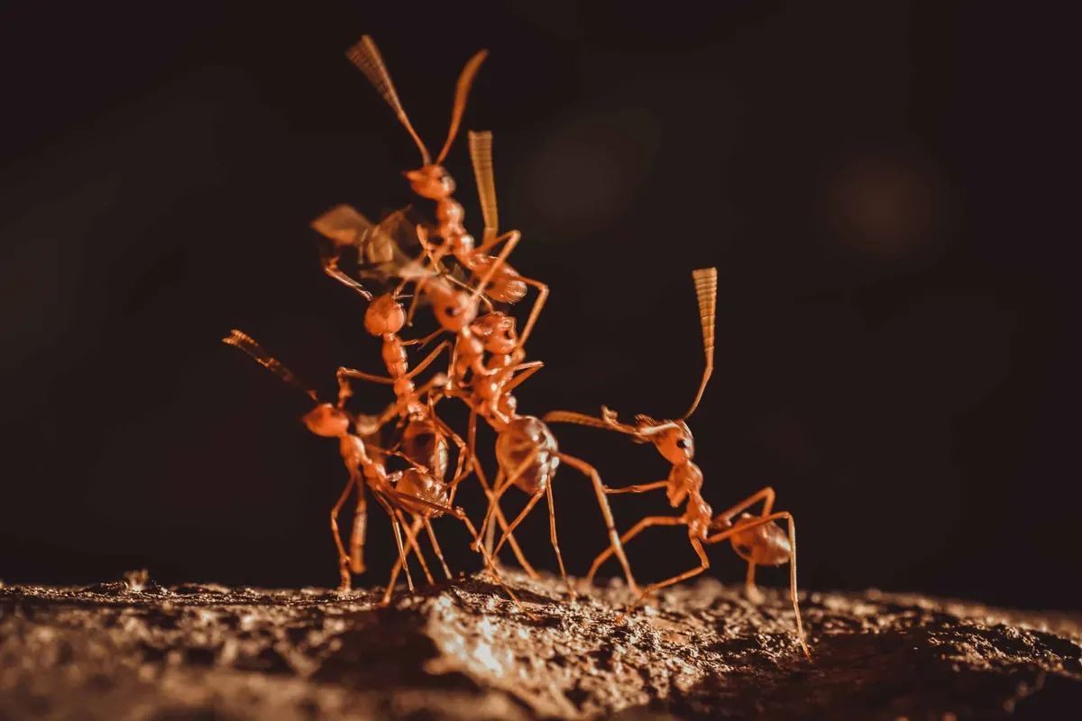 What Does an Ant Formation Mean?