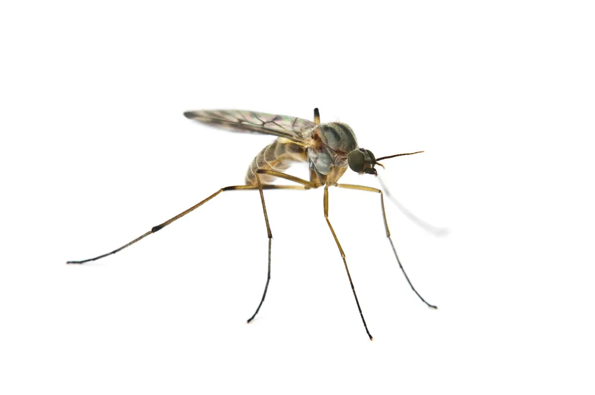 What Eats Mosquitoes?