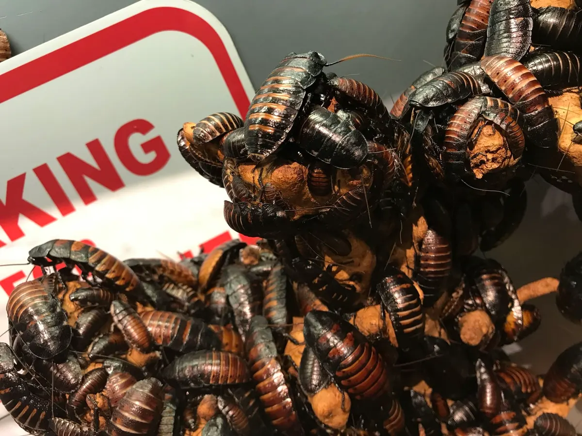 When Do Flying Cockroaches Come Out?