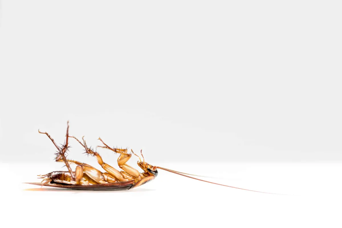 When Is Cockroach Season In Dallas, Fort Worth?