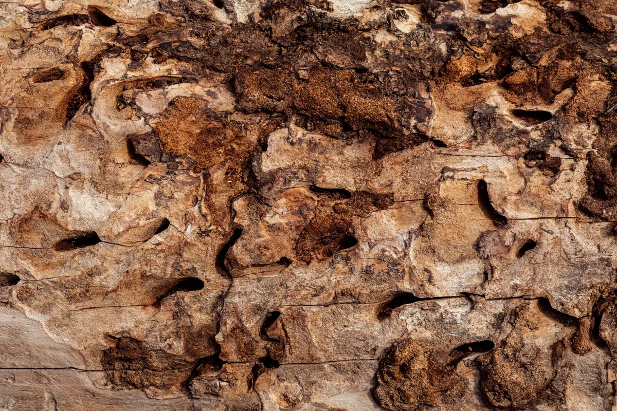 Where Do Termites Come From?