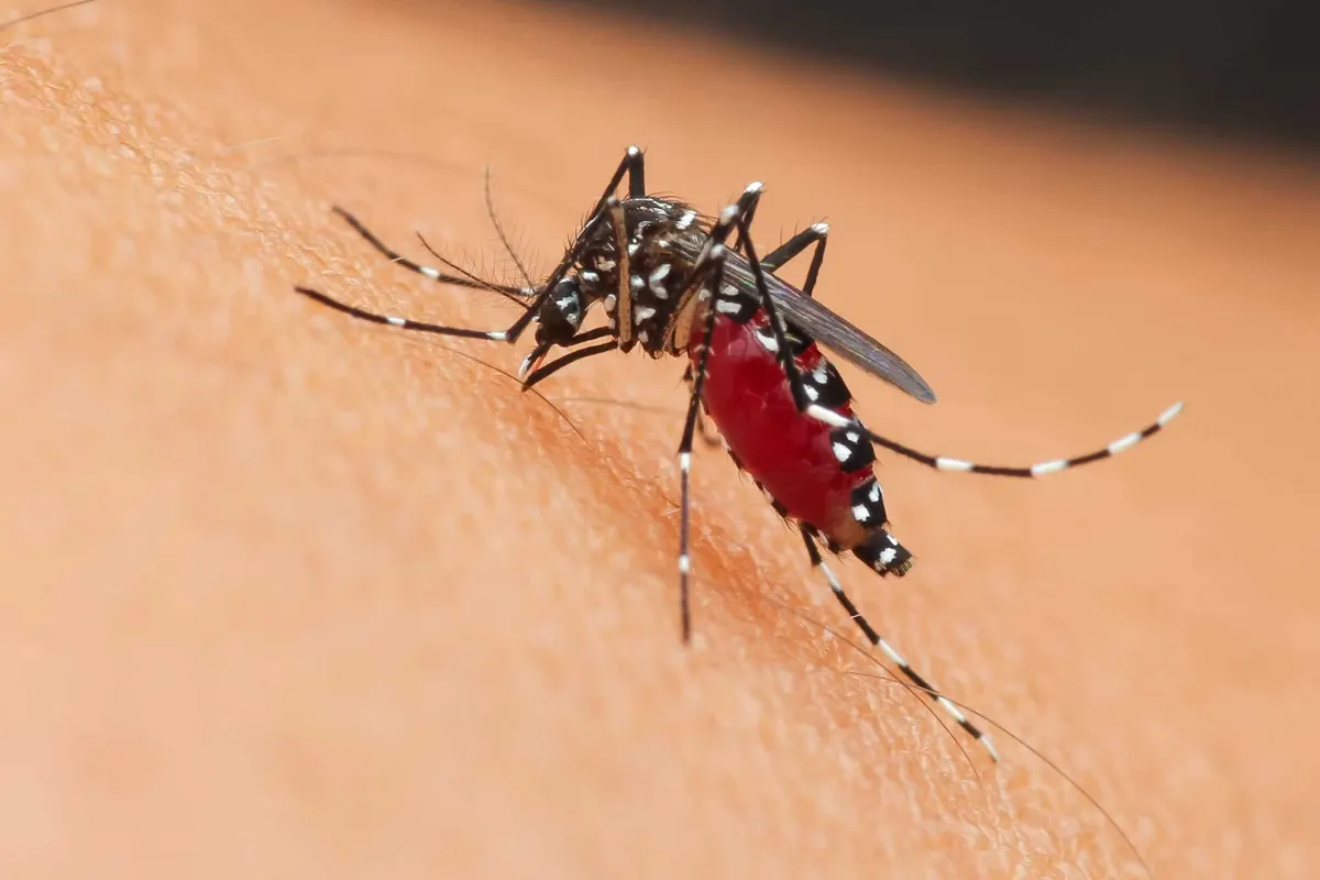 Why Are Mosquito Bites Itchy?