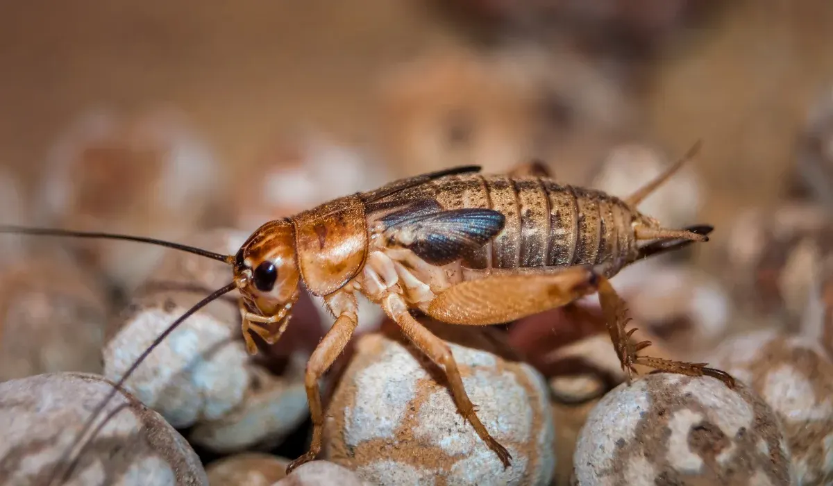 Why Crickets Come Into Your Southlake Home in Winter (and How to Keep Them Out)