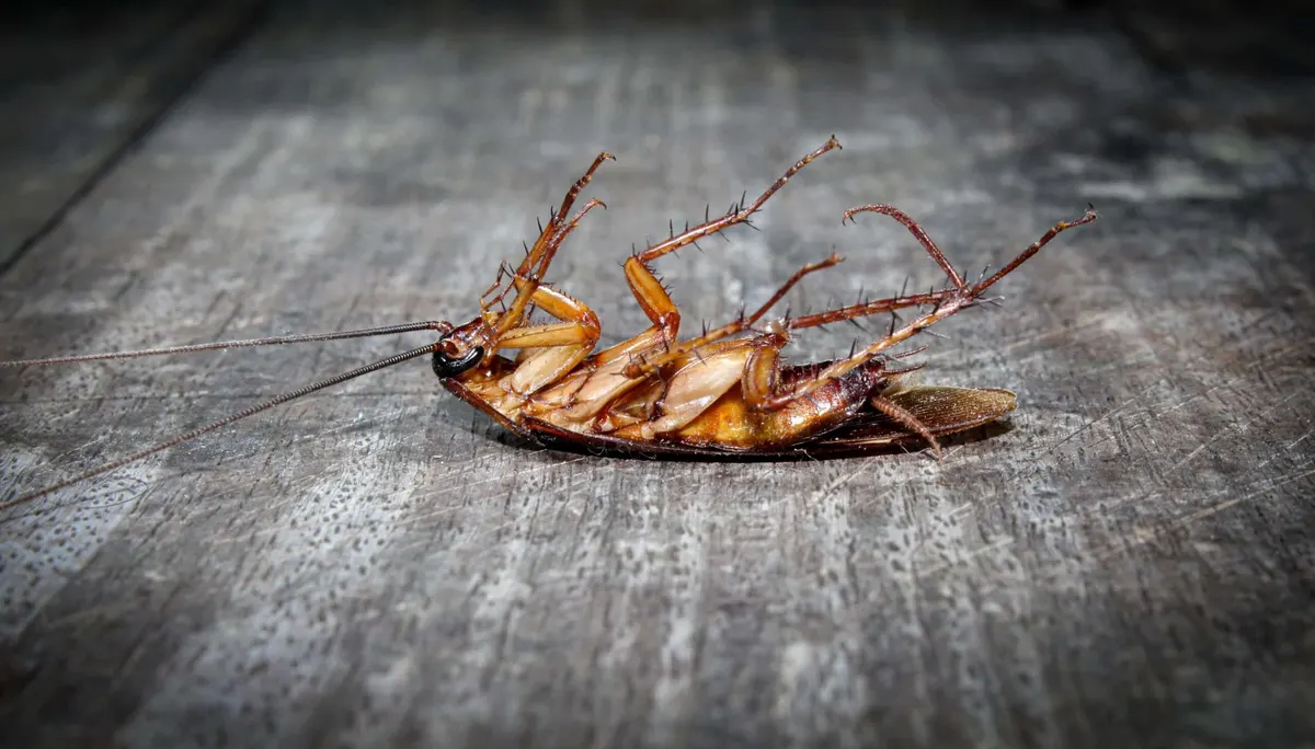 Why Do I Have Cockroaches in My DFW Home?